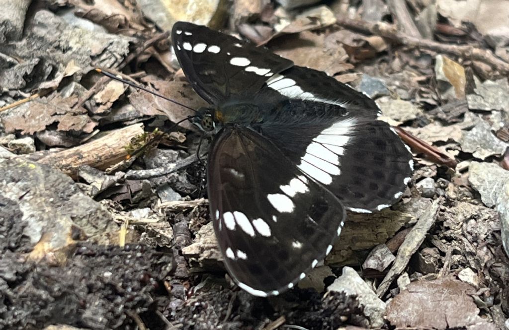 Nymphalidae.: Limenitis camilla